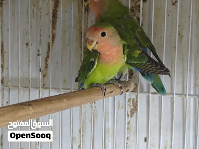 غندورة روز مخاليف غير معروف  الجنس