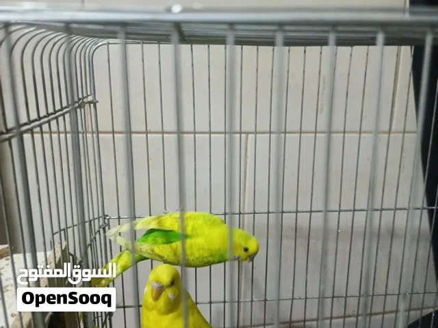 طيور حب للبيع