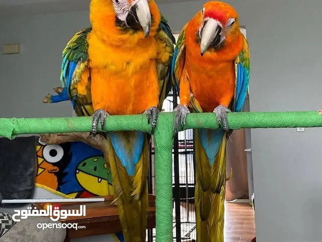 Purebred Scarlet Macaw parrots available Male and female