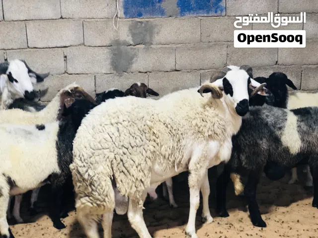 السلام عليكم فحل لبيع ربي يبارك