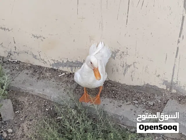 بطه أنثى للبيع أو البدل بي بغبغاء