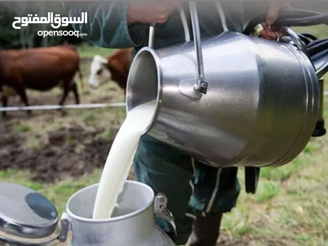 حليب بقر طازج بشكل يومي