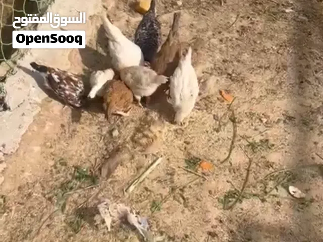 دجاج عرب للبيع