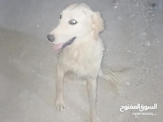 للبيع كلب بيت