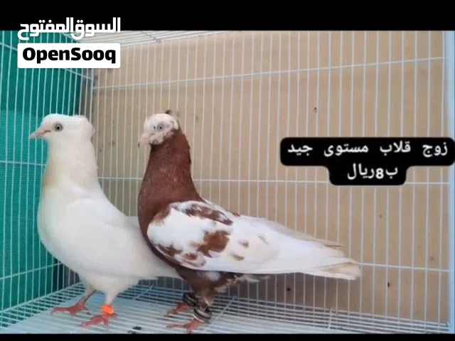 ازواج كويتي قلاب مستوى جيد : ازواج رام بوري مطيار الأسعار الجمله غير يوجد توصيل حسب الاتفاق