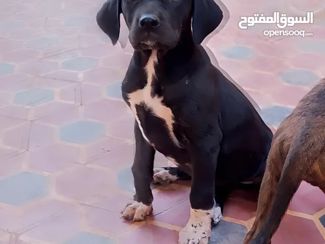 كلاب توسا إينو أصلية للبيع – جودة عالية وصحة ممتازة تصلك لباب البيت. جودة عالية