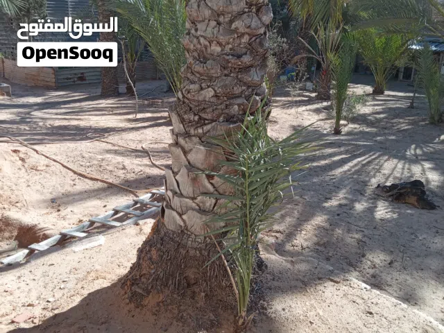 اشجار النخيل