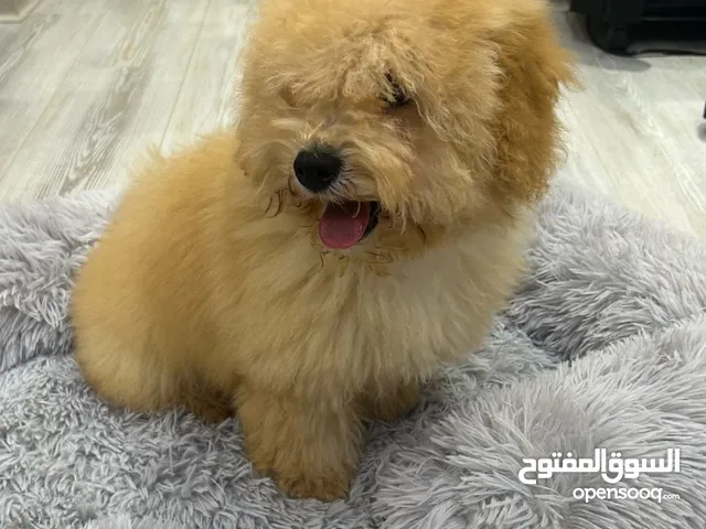 للبيع بيور ذكرين توي بودل