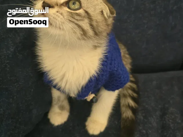 قطه رماديه منقطه