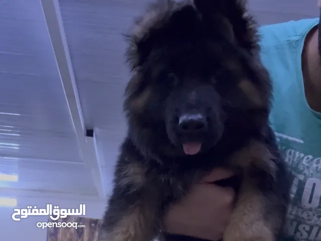 ذكر جيرمن خط اول