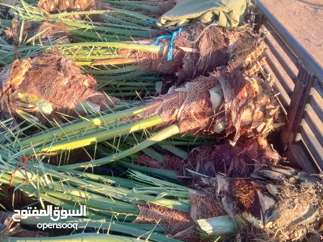 يوجد لدينا جميع انوع النخيل