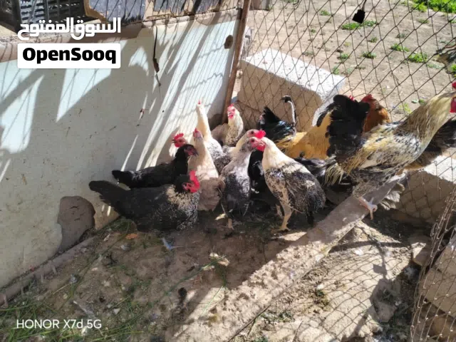 دجاج  عربي للبيع