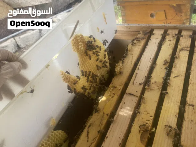خلايا نحل للبيع