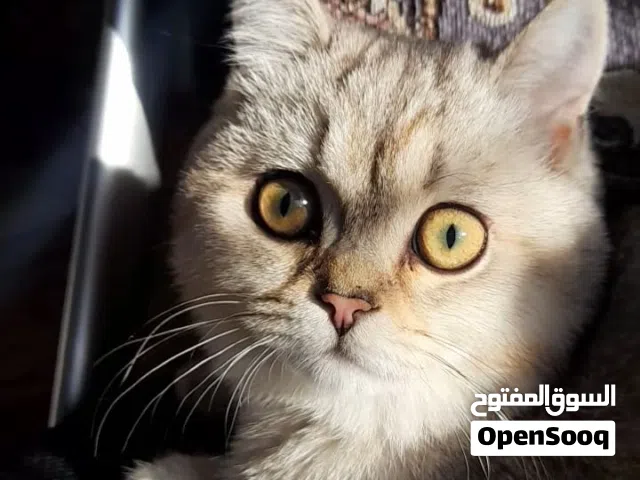 قط مكس سكوتش و بريتش