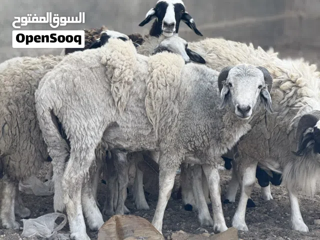 كبش ونعجة للبيع