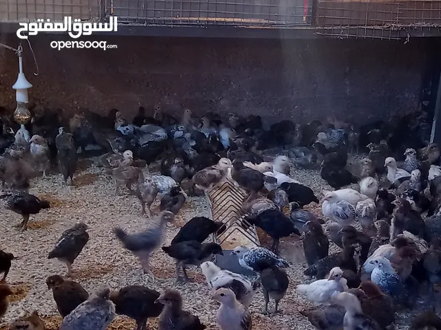 طيور جاج العمر شهر واسبوع عمان ماركا الجنوبيه صالحية العابد السعر دينار و نص