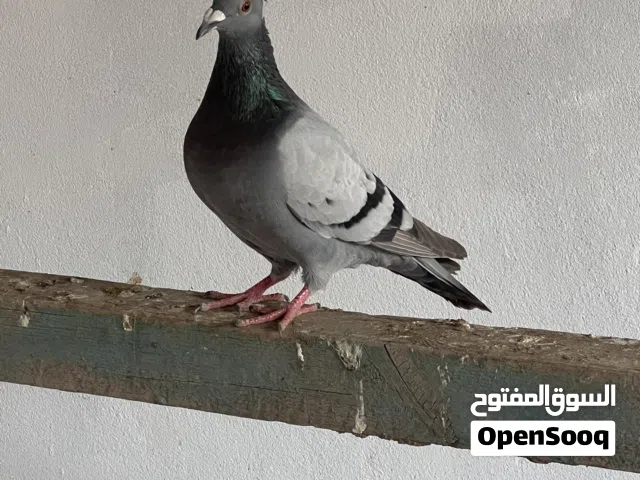 حمام للبيع