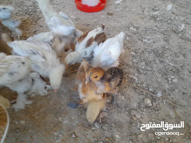 صيصان براهما مستويات عالية