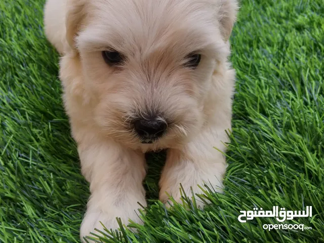 مالتيبو ابيض مع كريمي اعمار 45 يوم ذكر وانثى الأب بودل ابيض والام مالتيز ابيض مع كريمي في دبي