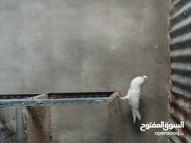 جواز للبيع
