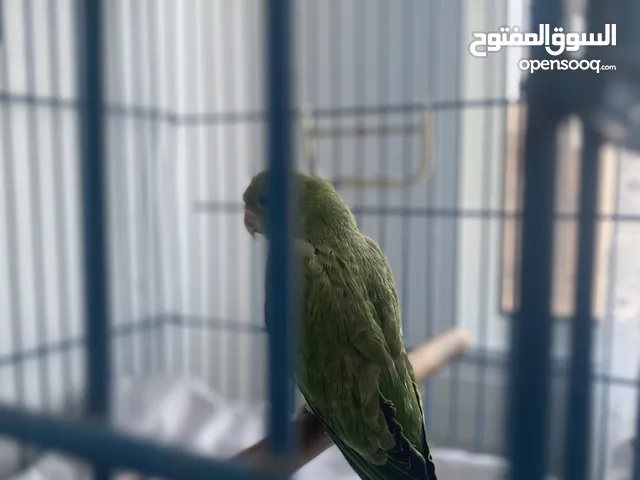 فرخ درة نهاية غر اليف يركب على اليد يطير ويجيك (ويا القفص )