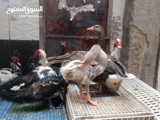 عبد الفتاح علام
