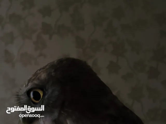 بومه للبدل علا تلفون