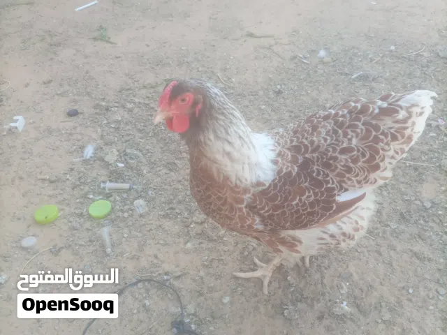 كوبيا ون دوت درجة اولي تاج ورسمة الله يبارك