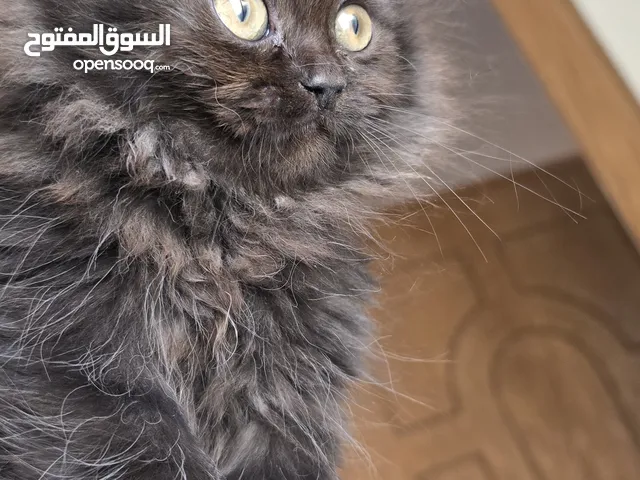 قطط شانشيلا للبيع بسعر مغري جدا للجادين