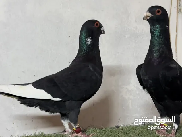 متاح مخاليف طيور حمام