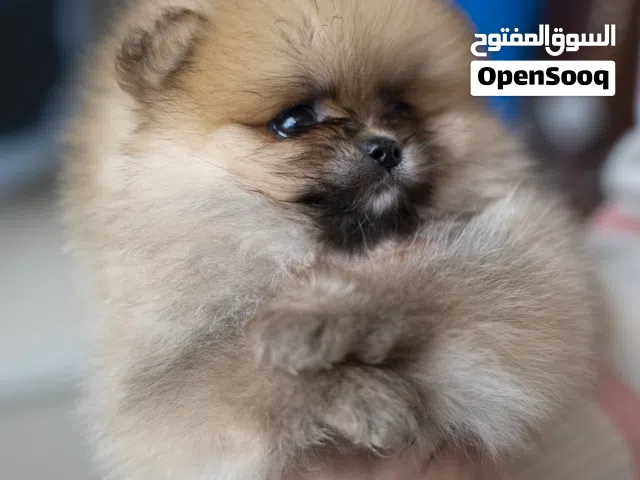 للمتميزين فقط بوميرنيان مميز