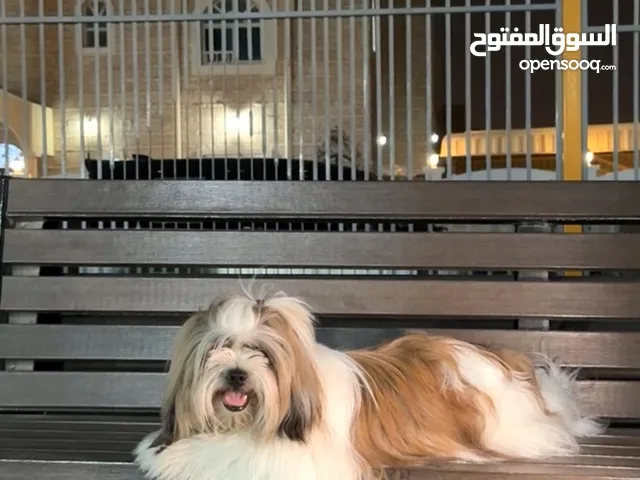 كلب شيتزو انثى