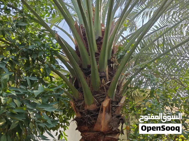 نخل برحي حر