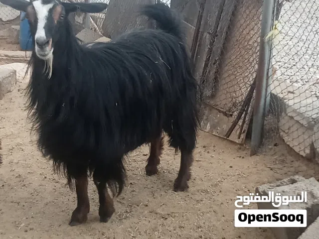 هوش عدد 2 مطلوب 200الوحده ب 100