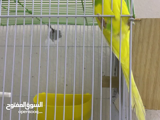 ازواج بادجي