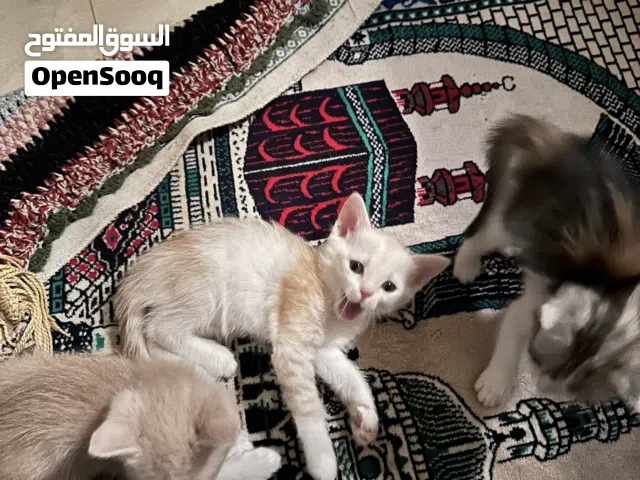 3 Kittens for adoption