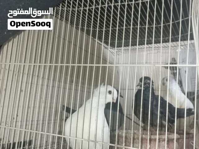 حمام للبيع