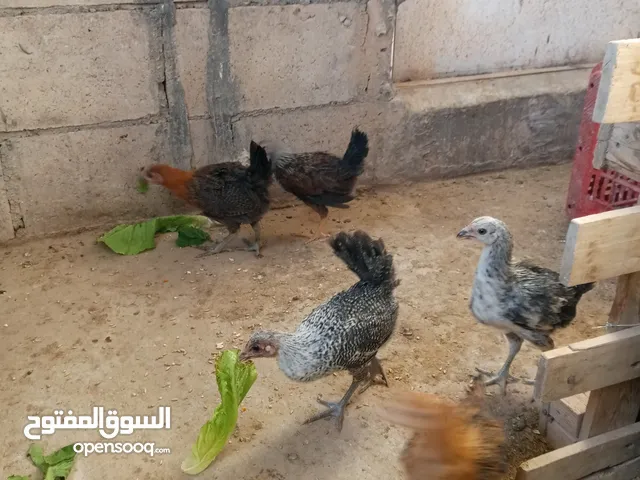 صيصان بلدي نخب للبيع