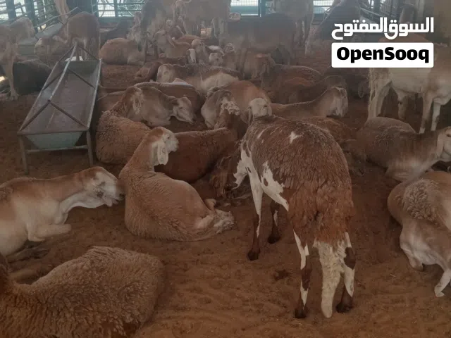 خرفان سودانيه للبيع