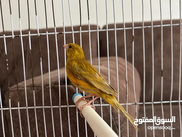 اثنى كناري للبيع