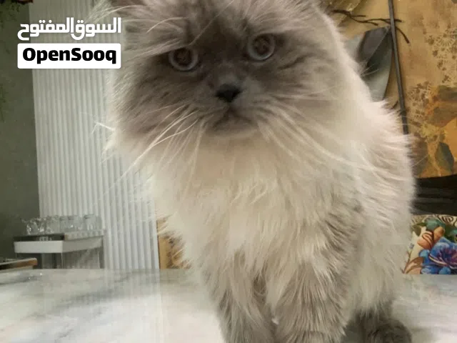 قطة هملايا مجانا للتبني مع كامل اغراضها لطيفة جدا