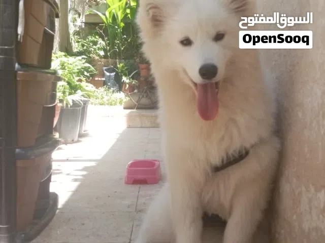 انثى سامويد
