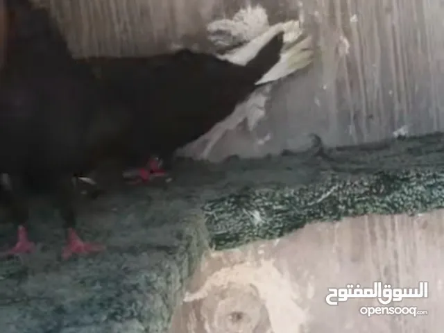 جوز نوريات سود بسعر طري شغلات  الفحل ذيلو 15 ريشه  والطيره ذيلها 20 ريشه مقفله بريشه
