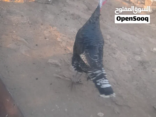 ديك حبش المنيوم  وأنثى حبش اسود  بلدية