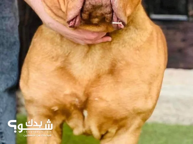 كلب للبيع