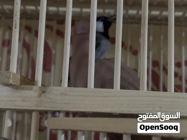 بلبل ربة أليف طينة