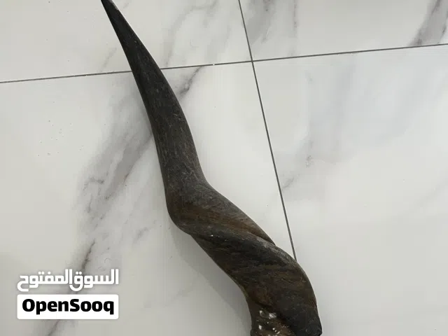 للبيع قرن (طبيعي 100%) - العين