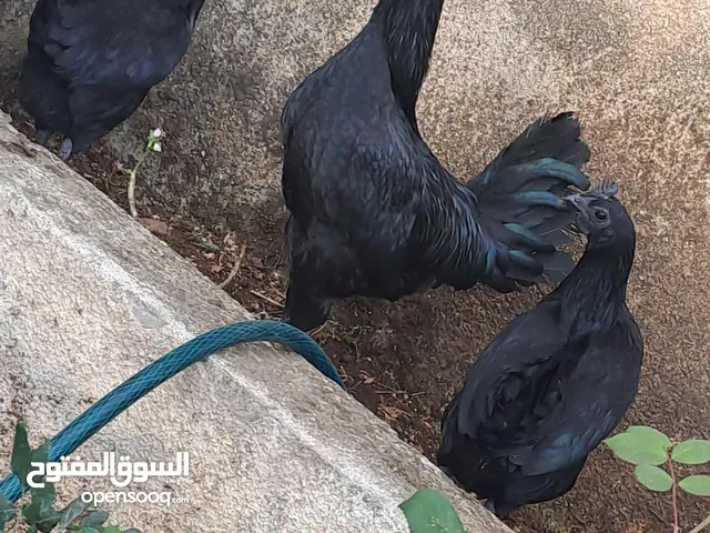 جاج زينه لبرجيني ساسكس