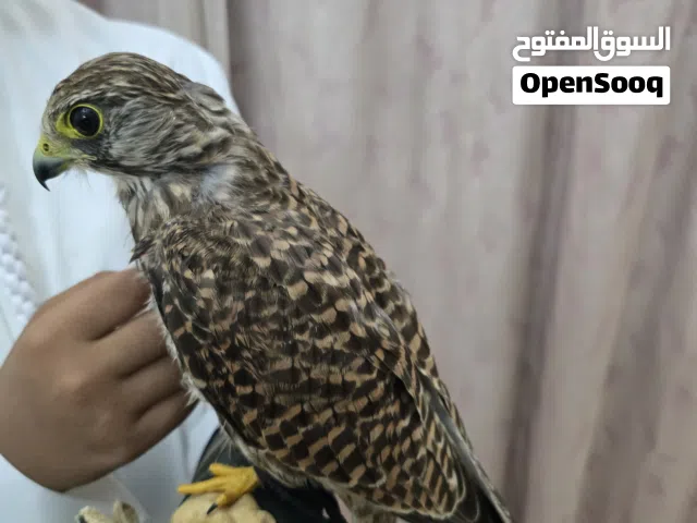 للبيع طير شرياس الحجم طيب ماشاء الله