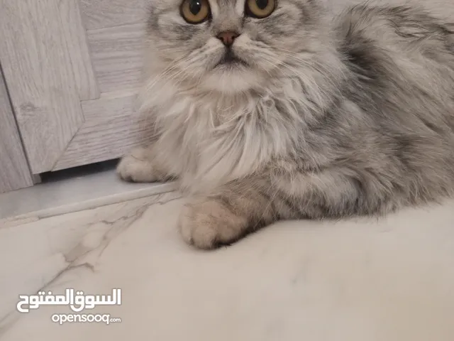 قط شيرازي مهجن فارسي شعر سكني طويل ومع الليتر بوكس والطعام